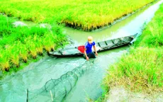 Kiên Giang: Kỷ luật cán bộ sai phạm trong hỗ trợ người dân trồng lúa