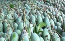 5 tấn xoài Sơn La có cơ hội xuất sang thị trường Australia