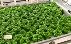 Trồng rau sạch quanh năm không cần đất, ánh sáng mặt trời