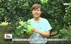 Bưởi da xanh vẫn an toàn dù dùng nhiều hóa chất?
