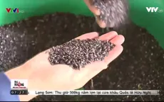 Gạo nếp cẩm xã Yên Thổ - Sản phẩm an toàn và giàu chất dinh dưỡng