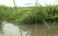 20.000 ha lúa ngã đổ do mưa trái mùa ở Hậu Giang