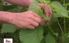 Tía tô xuất khẩu sang Nhật 700 đồng/lá được trồng như thế nào?