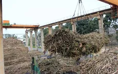 Nhà máy đường Phổ Phong gia hạn 5 ngày thu mua mía
