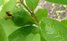 Công thức cho mái tóc chắc khỏe từ lá ổi