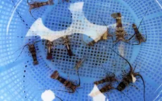 Ngư dân Quảng Ngãi "trúng lộc" tôm nhí đầu năm