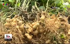 Cận cảnh quy trình trồng, bảo quản lạc đỏ truyền thống