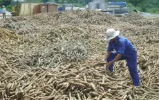 Người trồng sắn loay hoay trước thị trường