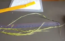 Tiêu hủy loài thực vật lạ ở Sóc Trăng