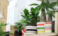 Tự trồng hoa và cây cảnh chơi Tết tại nhà