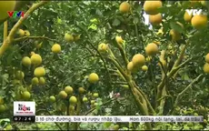 Tuyên Quang đảm bảo chất lượng bưởi Phúc Ninh