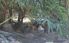 Công bố chứng nhận nhãn hiệu "Gà tre Đèo Le"