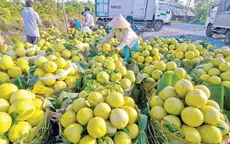 Đồng Tháp: Nhà vườn phấn khởi vì xoài được “xuất ngoại”