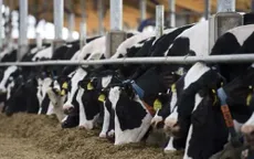 Tái đàm phán NAFTA: Canada đối mặt sức ép mở cửa thị trường bơ sữa