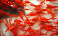 Làng cá chép tất bật lo "phương tiện" để ông Công ông Táo về trời