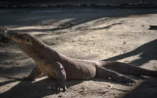 Du khách bị rồng Komodo đớp vào chân