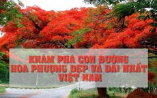 Khám phá con đường hoa phượng đẹp và dài nhất Việt Nam