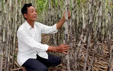 Nông dân trồng mía ở Hậu Giang lo lắng vì nước lên sớm