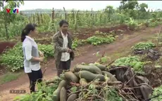 Đổ xô trồng bí, nông dân Chư Sê trận "trái đắng" vì doanh nghiệp bỏ của chạy lấy người