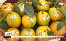 Hấp dẫn Lễ hội cam Cao Phong tại Hòa Bình