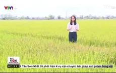 Câu chuyện theo đuổi gạo sạch của một doanh nghiệp tại Nam Định