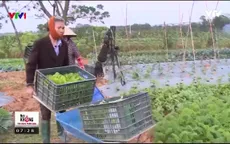 Hiệu quả từ mô hình xen canh rau hữu cơ thuận theo tự nhiên