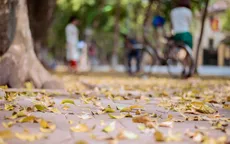 Con đường lãng mạn nhất Hà Nội đẹp ngỡ ngàng mùa cây thay lá