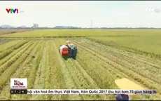 Thế nào là sản xuất gạo sạch?