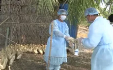 Phát hiện ổ dịch cúm A/H5N1 trên đàn gia cầm tại Bạc Liêu