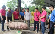 Thanh niên Quảng Trị phát động giải cứu đàn lợn trên địa bàn