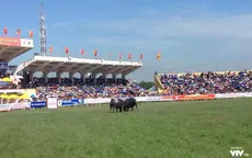 Chọi trâu ở Đồ Sơn - Nên dừng hay không?