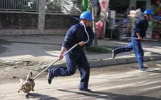 Hôm nay, quy định bắt chó thả rông có hiệu lực