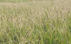 Thái Bình: Gần 18.000ha lúa nhiễm bệnh lùn sọc đen