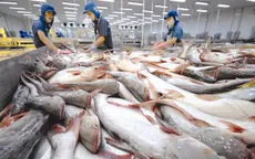Giá cá tra nguyên liệu vẫn ở mức cao
