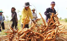 Ninh Thuận: Hỗ trợ đất ở, đất sản xuất cho hộ dân tộc thiểu số