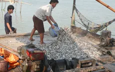An Giang tiếp tục chưa cho phép khai thác cá linh