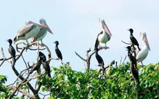 Vườn cò Bằng Lăng - Điểm du lịch hấp dẫn tại Cần Thơ
