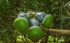 Bưởi tạo hình - Cung không đủ cầu