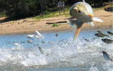 Nguy cơ cá chép châu Á phát tán rộng tại Canada và Mỹ