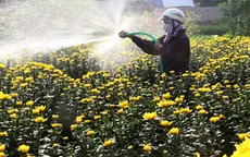 Nghịch lý hoa Tết giá cao, nhà vườn vẫn lỗ