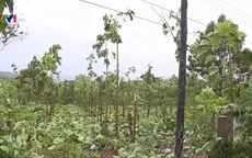 Đắk Nông: 12 căn nhà tốc mái, trên 1.000 trụ tiêu bị gãy đổ do bão số 12