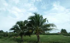 Bình Thuận: Bão số 12 gây mưa nhưng không nặng hạt, không có gió mạnh