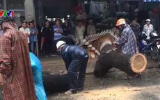 Ảnh hưởng bão số 12, gió quật đổ nhiều bảng hiệu, cây cối ở Đà Nẵng