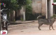 Hà Nội sẽ không bắt tiêu hủy toàn bộ chó thả rông
