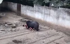 Nhử mồi trêu gấu, người đàn ông bị gấu tấn công nghiêm trọng