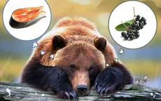 Gấu chuyển sang ăn trái cây do biến đổi khí hậu