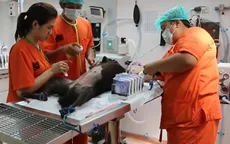 Soi Dog - Bệnh viện chó mèo hiện đại nhất Đông Nam Á