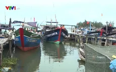 Cá nóc nhiều bất thường ở biển miền Trung