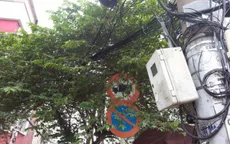 TP.HCM: Biển báo giao thông núp bóng cây, tài xế “dở khóc dở cười”