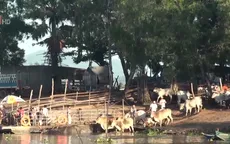 An Giang: Buôn lậu trâu bò qua biên giới vẫn diễn ra